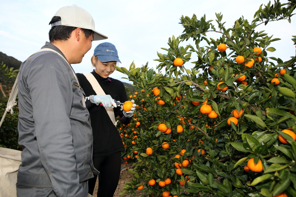 三ヶ日みかんを収穫するボラバイトの聖あきのさんとゴトウ柑橘園の後藤さん